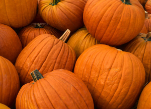 the-perfect-pumpkin-patch-munch-pumpkin-seeds-by-carina-sohaili-1